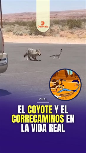 🏜️ EL COYOTE Y EL CORRECAMINOS EN LA VIDA REAL ¡Los personajes como nunca los habías visto! 👉 Una recreación hiperrealista muestra cómo se verían los icónicos personajes del clásico animado fuera del mundo de la caricatura. #CoyoteYCorrecaminos #Animacion #LooneyTunes | Del Plata AM 1030