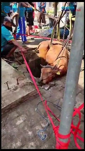 DRAMATIS Evakuasi Sapi Kurban yang Ngamuk hingga Terperosok Masuk Sumur