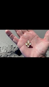 I had to save a little critter today and had good luck afterwards #lost #digging #detecting #beach #gold #ckg #scoop #hurricane #ocean | Joe Digger