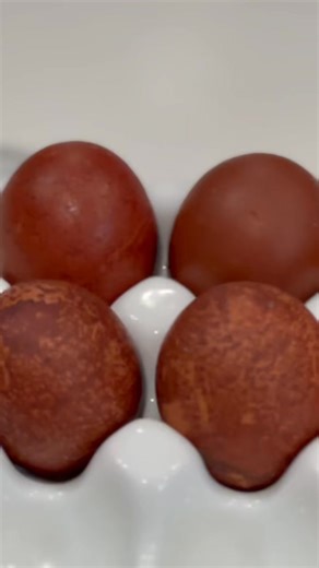 These are Marans hatching eggs at their best 🍫🥚 Deep, rich chocolate brown—bold color you don’t see every day and one of the reasons this breed is so highly respected. Marans eggs are especially loved by bakers for their richness and consistency, but the birds themselves are just as impressive: hardy, well-balanced, and a beautiful addition to any flock. Quality like this takes time, careful breeding, and patience—which is why true dark Marans eggs are hard to come by. A limited batch will be 