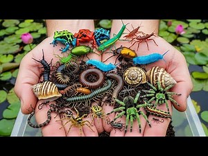 Catching beautiful aquarium fish in a small Pond : Colorful Fish, Betta Fish, Koi