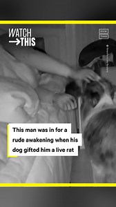 A man in China got quite the wake-up gift when his dog surprised him with a live rat in its mouth. Thinking it was something else, like a sock, he reached for it — and let out a hilarious shriek when he realized what it really was! 😱 #WatchThis | NowThis