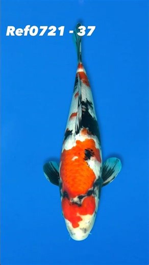 Sekiguchi 43cm Showa Ref0721 - 37 #japanesekoifish #koi #showa #sekiguchi