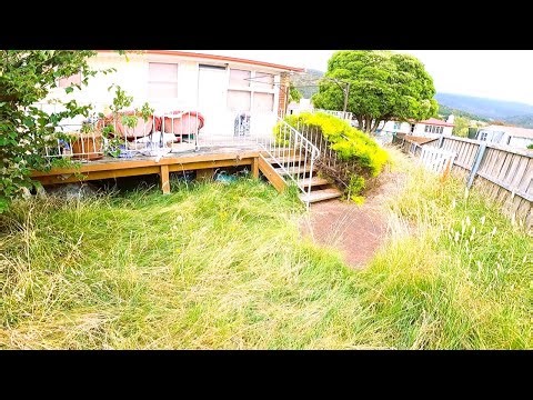 Something Was HIDING In This Overgrown Yard... and it found ME. 🐝