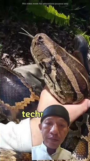 It is not easy to catch python #animalFacts #wildlife #facts #shorts