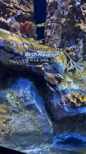 1.1K views | Dive into an array of ocean wonders at Birch Aquarium at Scripps in La Jolla by the Sea  Discover a world of sharks, seahorses, and coral reefs at this public outreach center for Scripps Institution of Oceanography at UC San Diego. 視 Beyond the sea creatures, explore exhibits covering the latest in oceanographic discovery. 麗  Visit San Diego | Visit California | Facebook
