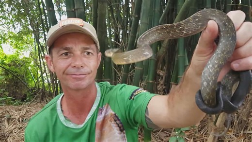 Night herping expedition leads to discovery of incredible snake species