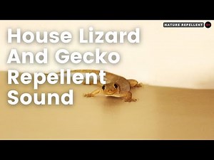 Gecko Repellent Sound