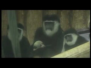 Black and white colobus monkey