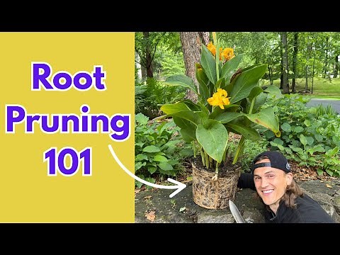 ROOT PRUNING Tutorial - How to Do it Correctly & Why it is Beneficial