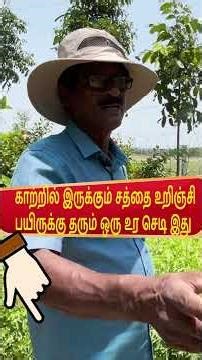 காற்றில் இருக்கும் சத்தை உறிஞ்சி பயிருக்கு தரும் ஒரு உர செடி இது : #pasumaivivashayam