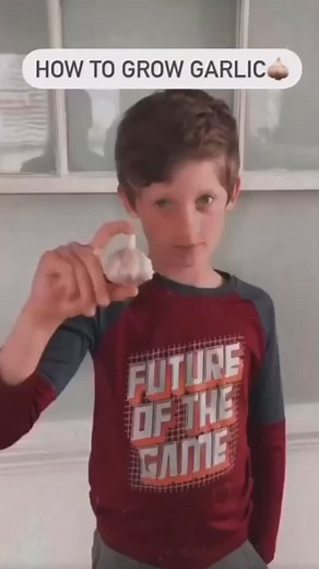 How to Grow Garlic 龍 You can order seed garlic, use organic garlic...