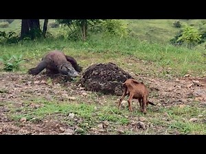 When Strategy Of komodo hunting small goat