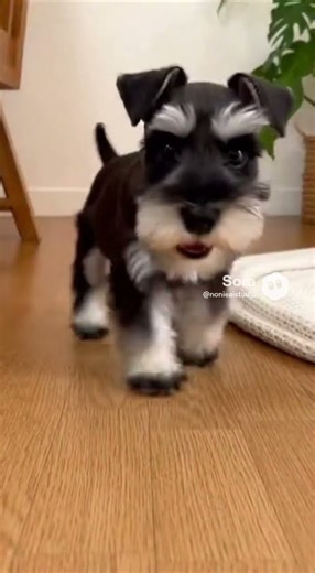 Miniature Schnauzer Puppy Just Being Adorable 🐶✨