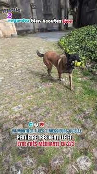 regardez bien la vidéo comment GUN vas passer de gentil à méchant en 2/2 malinois GUN 29200 Brest