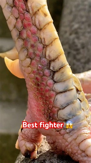 One ☝️ of my favourite best fighter java it’s want madi for breeding#viralvideo#shorts#trending#fyp