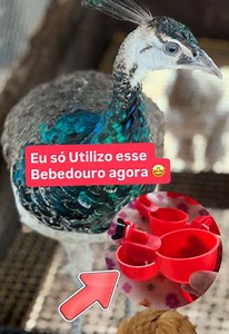 Bebedouros criativos para aves: dicas e tutoriais