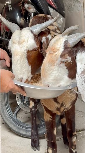 Eid ul Adha Mubarak qurbani ki dua, qurbani, qurbani gojol, qurbani naat, qurbani karne ka tarika