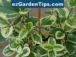 Como cuidar de Thuja Verde Gigante 🌱 Dicas Jardineiros - Pt.ezGardenTips.com