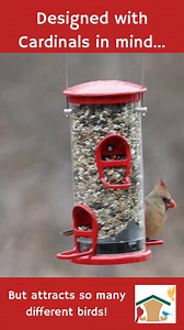 555 reactions · 14 shares | Cardinal Confetti - the hottest new food & new feeders on the block!  Packed with nutritious ingredients, the new seed cylinder and seed blend are favorites for cardinals and so many other fun birds. Discover more about Cardinal Confetti foods and feeders here: MyWbu.com/palosparkor stop in soon to Wild Birds Unlimited 13012 LaGrange Rd Palos Park IL 60464#CardinalConfetti #Cardinal #wbupalospark | Wild Birds Unlimited | Facebook