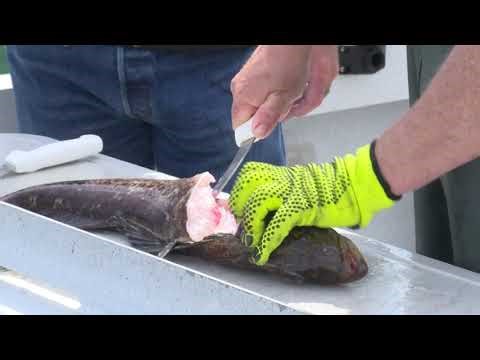 Oregon Outdoors: Brookings Lingcod