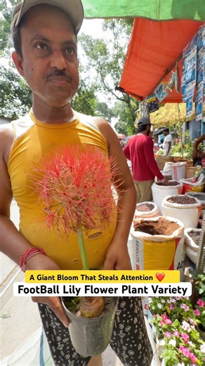 Rare Football Lily 🌸 Giant Bloom at Galiffstreet!