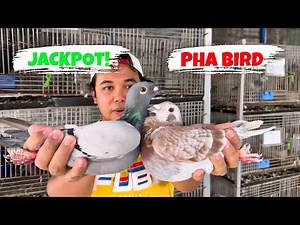 DALAWANG JACKPOT NA KALAPATI NAPANALUNAN KO SA RAFFLE!