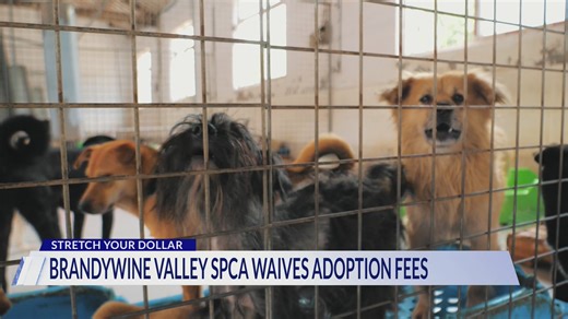 Brandywine Valley SPCA waiving adoption fees for all its adult dogs