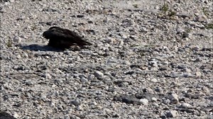 Nighthawk distraction display