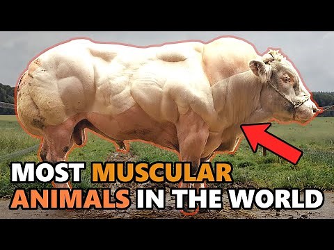 15 Most MUSCULAR ANIMALS In The World