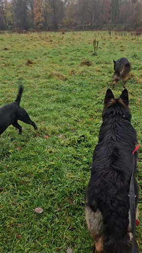 4 happy hounds enjoyig the best of the Scottish weather | Dougies Happy Hounds