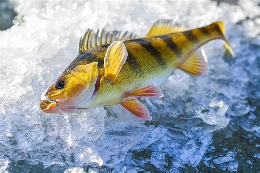 The Northeast's Best Ice-Fishing Hot Spots for Jumbo Perch - Game & Fish