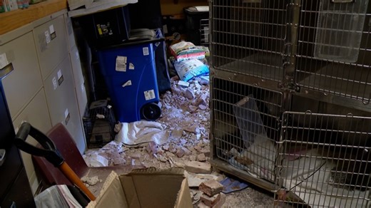 Car goes airborne and smashes into St. Louis pet clinic