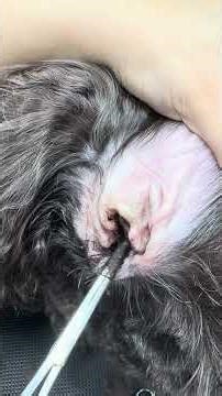 Dog Grooming: Ear Plucking Compilation | Clean Ears = Happy Dogs #shorts