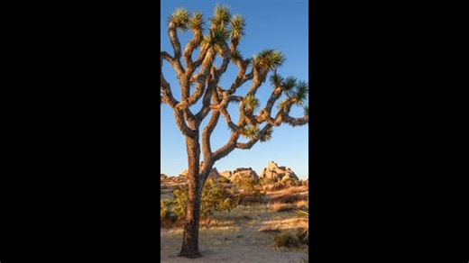 Desert Majesty: Unveiling Joshua Tree National Park by Drone.