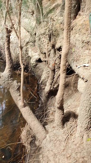 me and #@Moey almost got it #creek #ell#lizards #park #fyp