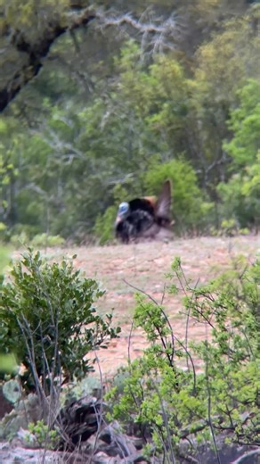 Spring Turkey Hunting 2026: What to Expect