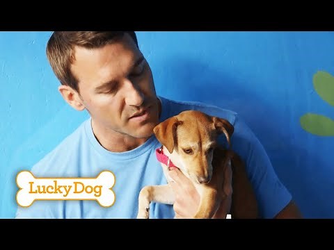 Secret Method for Training a Shy & Timid Dog! | Lucky Dog