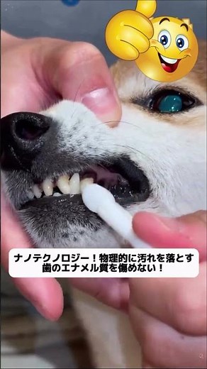 犬の口臭が気になってキスできない？歯の黄ばみ・歯垢が気になる？このナノ洗浄フォーム、塗るだけで真っ白！ #デンタルケア #口臭ケア #歯垢除去 #便利グッズ #犬のいる生活