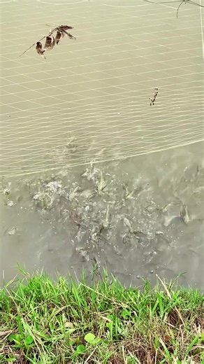 Challenges in Fish Farming Business Explained