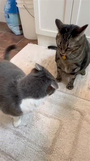 Cats Go Full Matrix Fight Mode 🤯 Kung Fu Fail 2026!