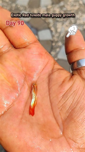 Exotic Red tuxedo male guppy fish growth #guppy #fishkeeping #transformation #youtubeshorts