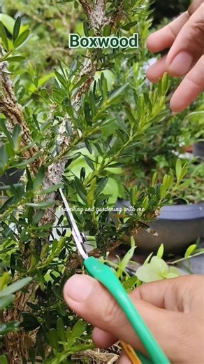 Grow Boxwood Easily in Pots | Complete Care Tips