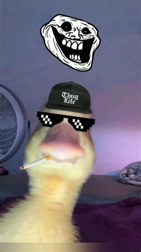 Sigma Duck💀 #usa #usashorts funnyshort #viralshort #USA #lifehack .