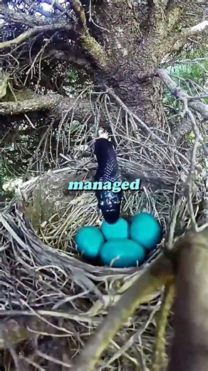 The Secret Design To This Bird’s Nest