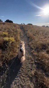 Santa Fe Sunshine ☀️ | Fisher The Maine Coon