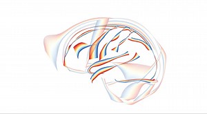 Visualizing structural differences in chimpanzee and human brain anatomy.