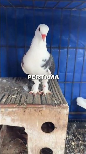 Tutorial on changing Vegetable Pigeon into Player #pigeon #jigears