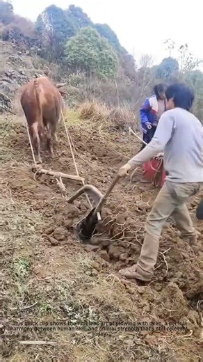 How to Plow a Field with Oxen | Traditional Farming