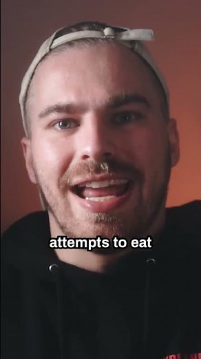 What Are Devil Fruits? (One Piece)